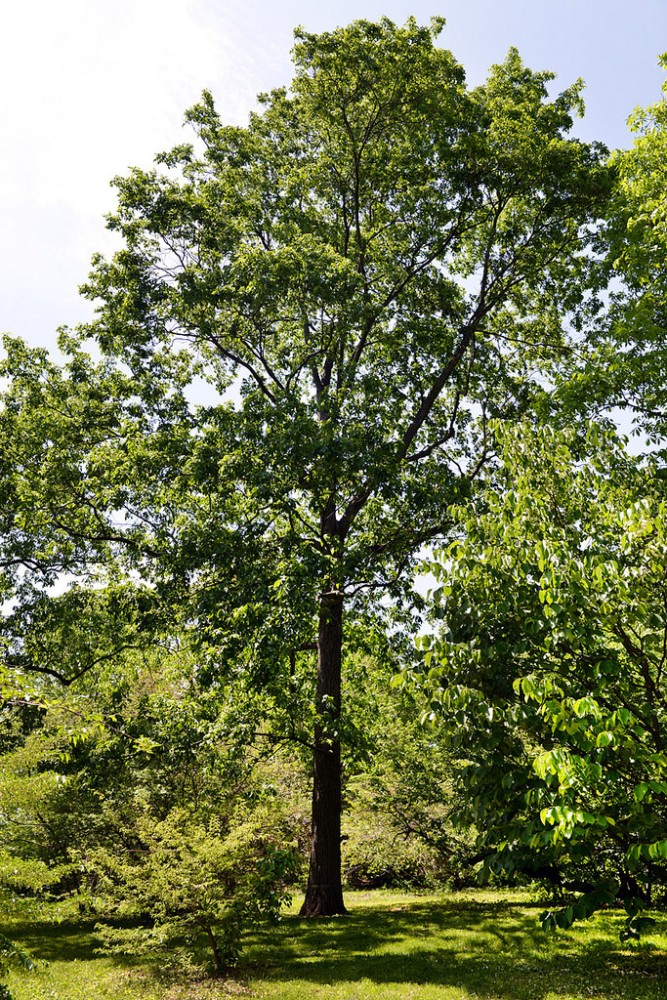 pignut_hickory2